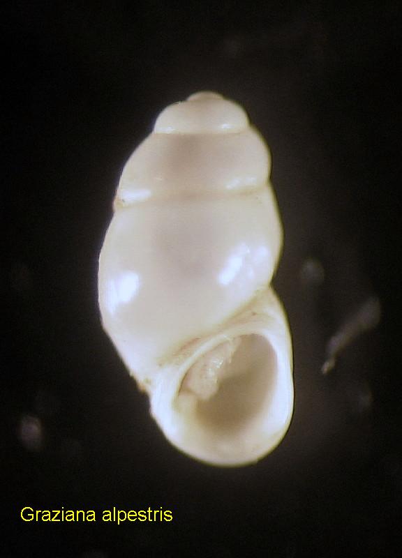 Graziana alpestris (Frauenfeld, 1863)